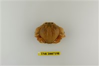 藏品(顆粒圓蟹)的圖片